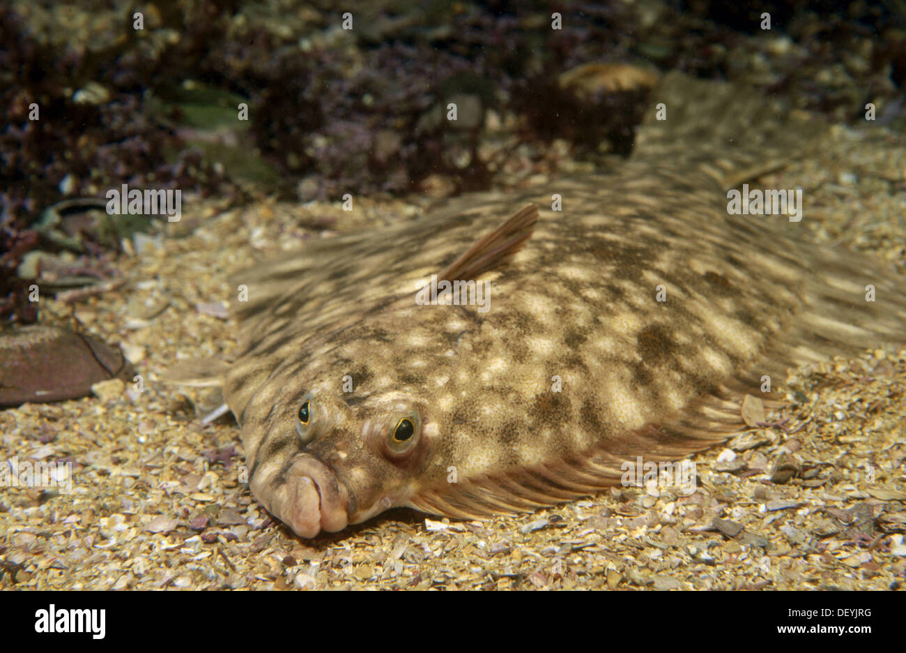 Platichthys flesus hi-res stock photography and images - Alamy
