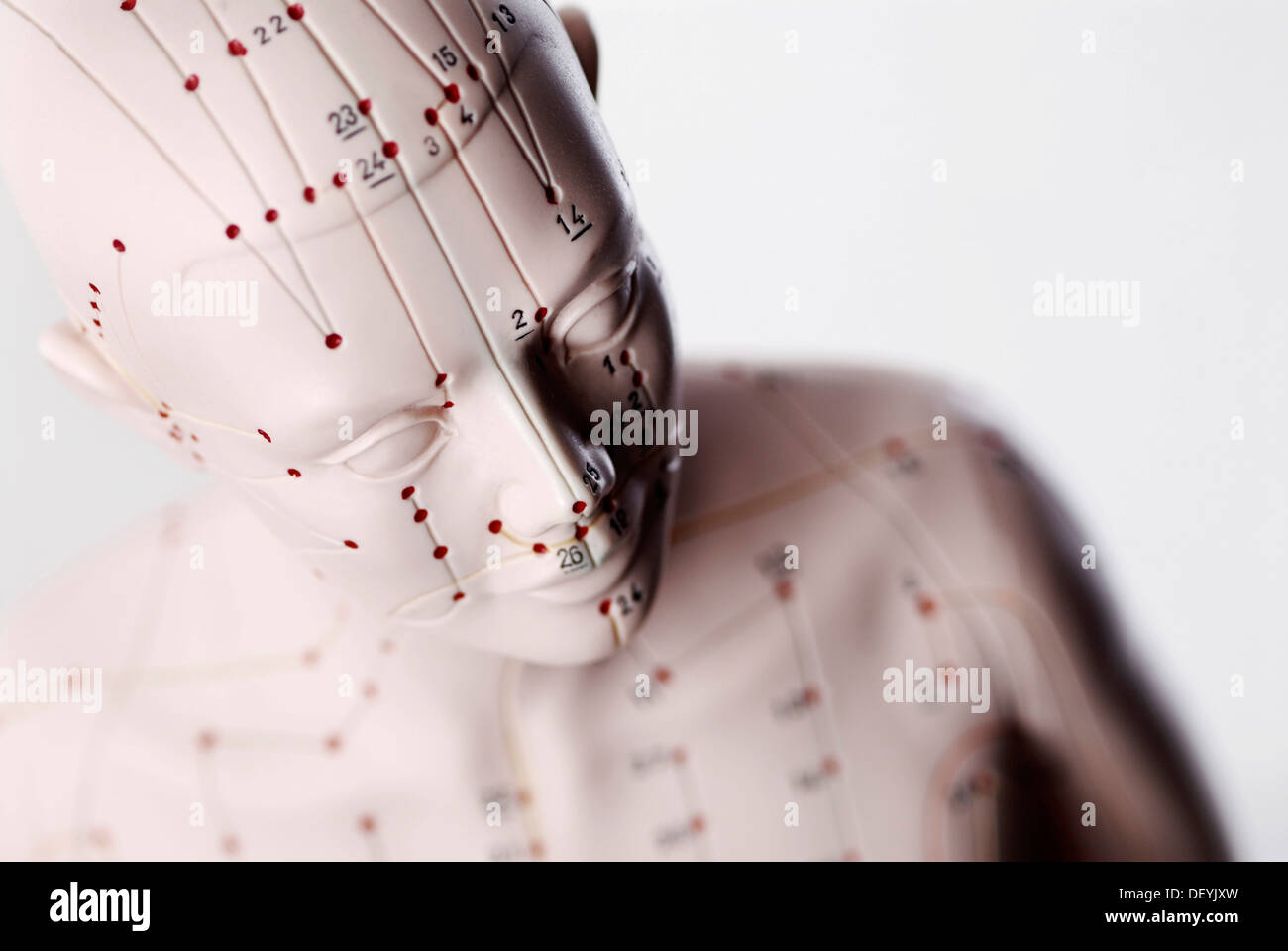 Anatomical model, head with acupuncture points Stock Photo Alamy
