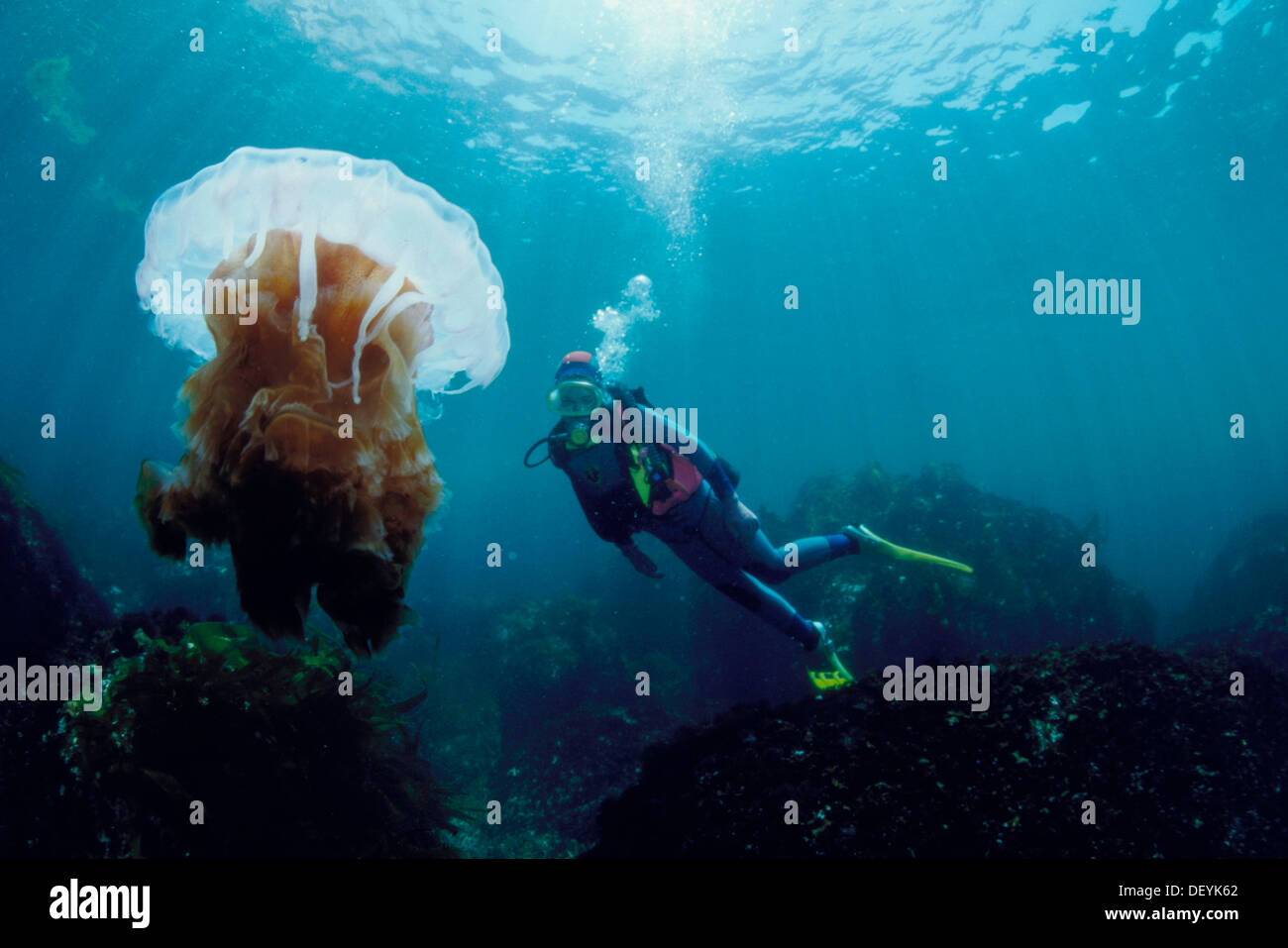 Diver and Compass jellyfish (Chrysaora hysoscella). Galicia, Spain Stock Photo