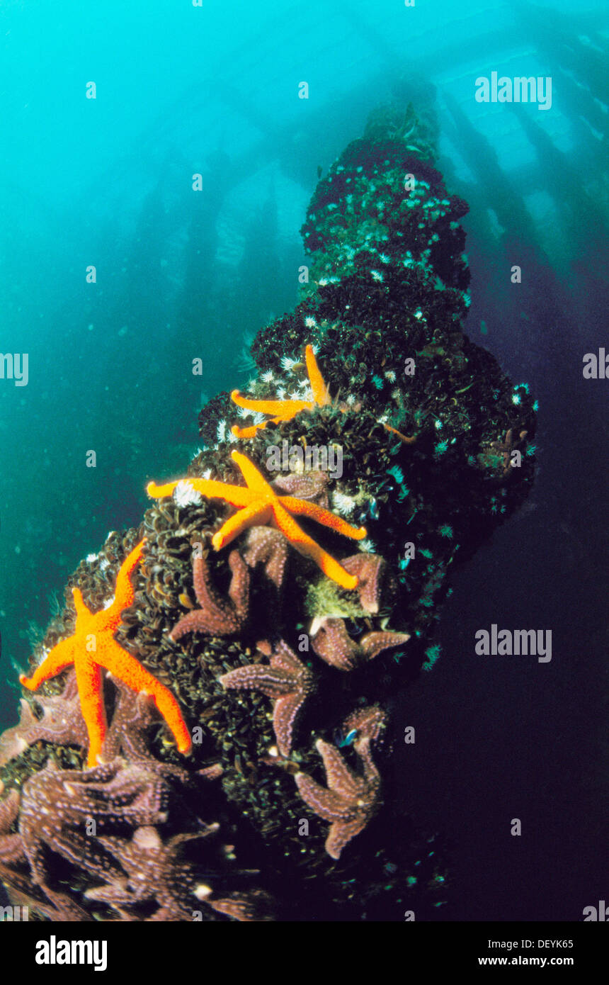 Mussel farm. Galicia, Spain Stock Photo Alamy