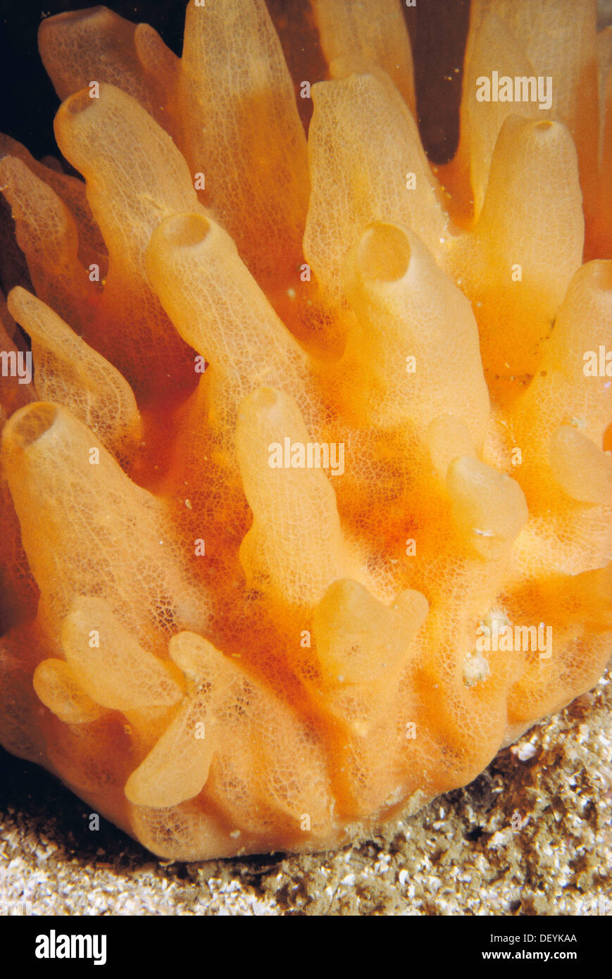 Polymastia hires stock photography and images Alamy