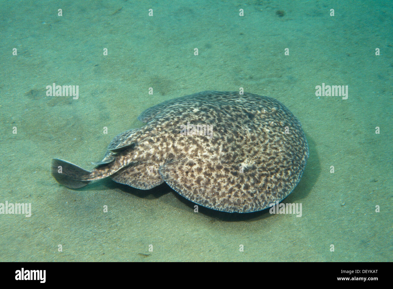 Electric ray torpedo marmorata hi-res stock photography and images - Alamy