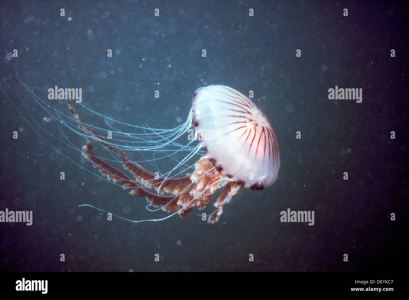 Compass jellyfish (Chrysaora hysoscella). Galicia, Spain Stock Photo