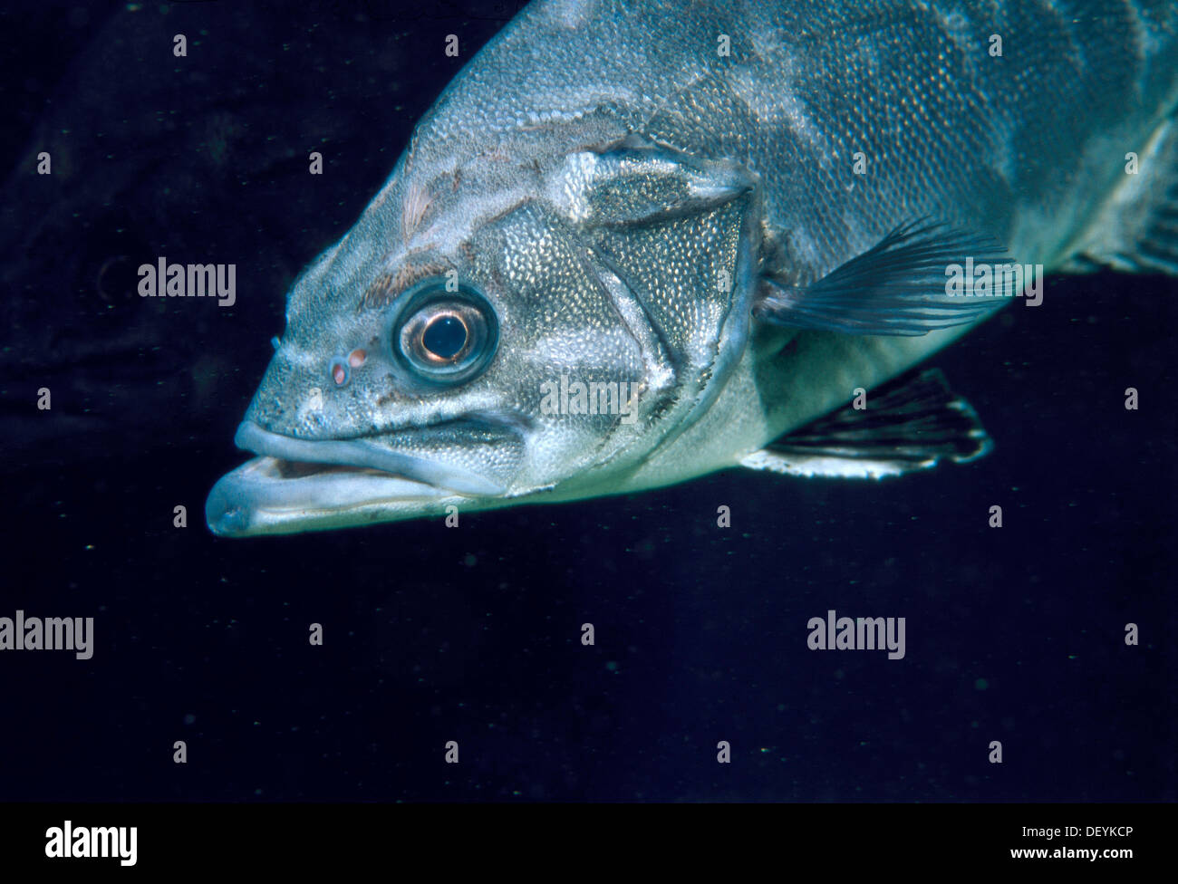 Wreckfish hires stock photography and images Alamy