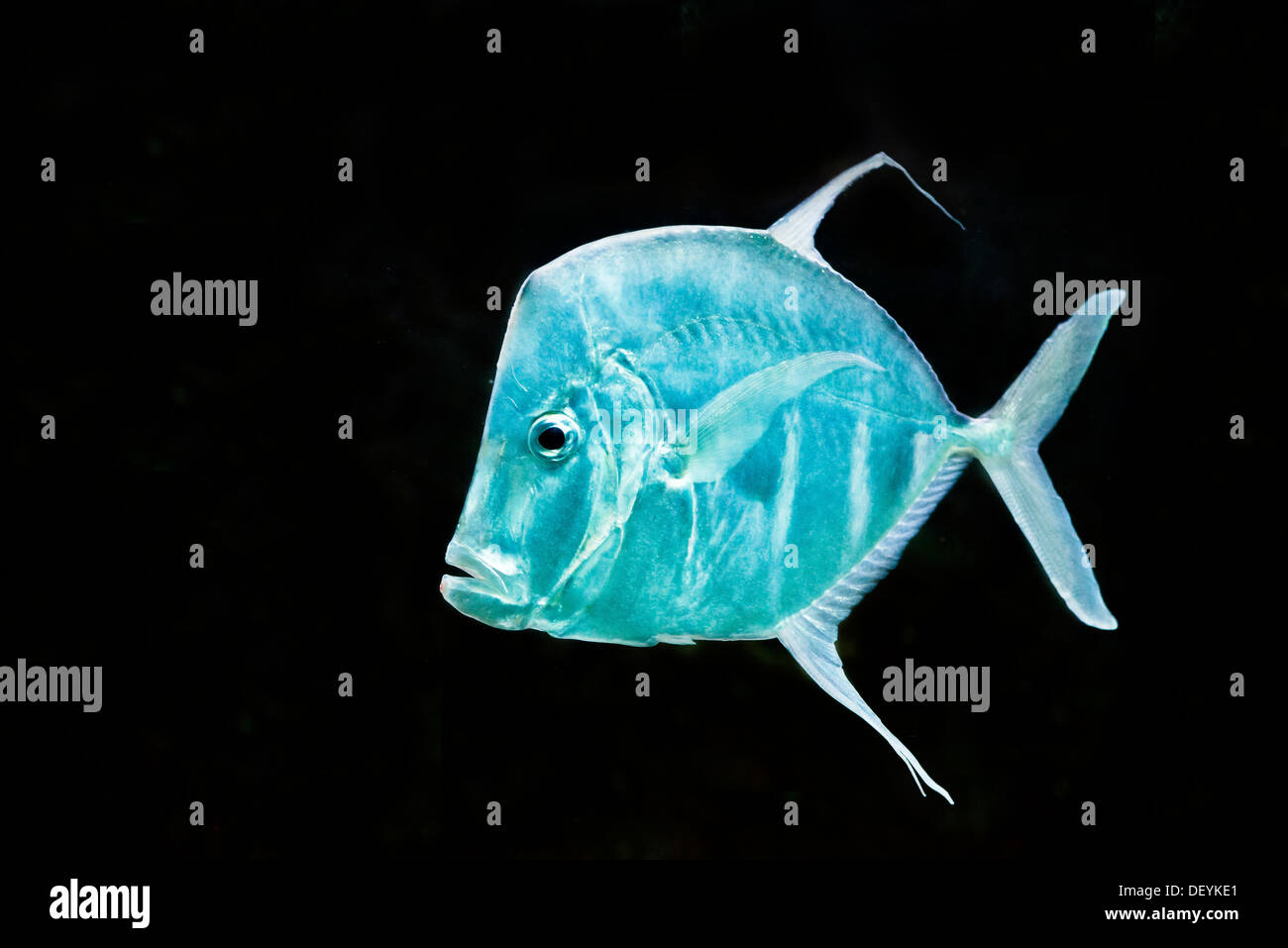 Fish Silver Moonfish,Lookdowns-Selene vomer Stock Photo