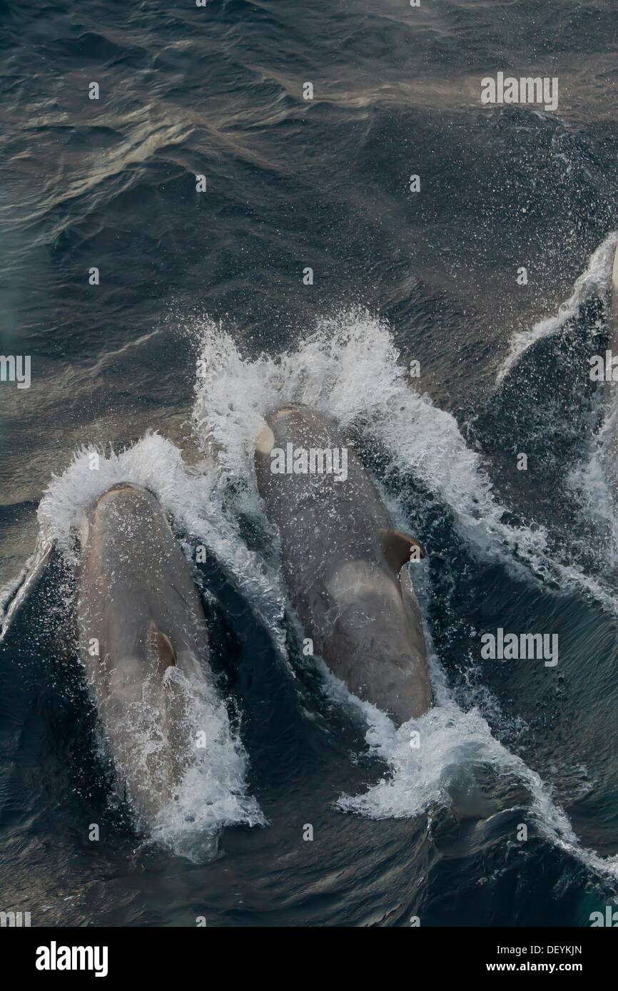 A large super pod of Gerlache Type B killer whales Orcinus orca