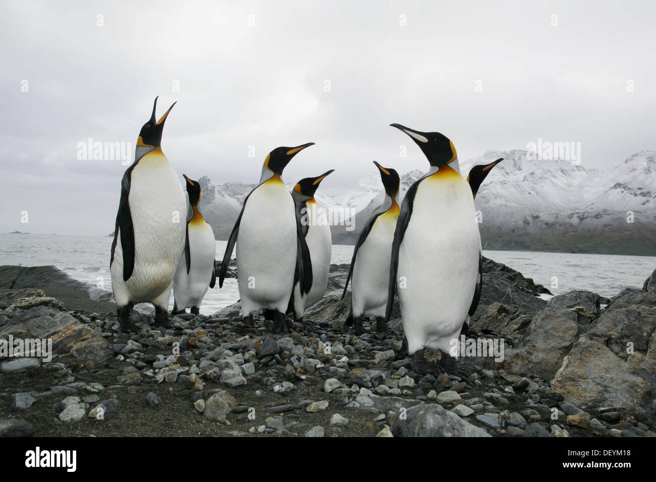 King penguin (Aptenodytes patagonicus) colony of nesting animals ...