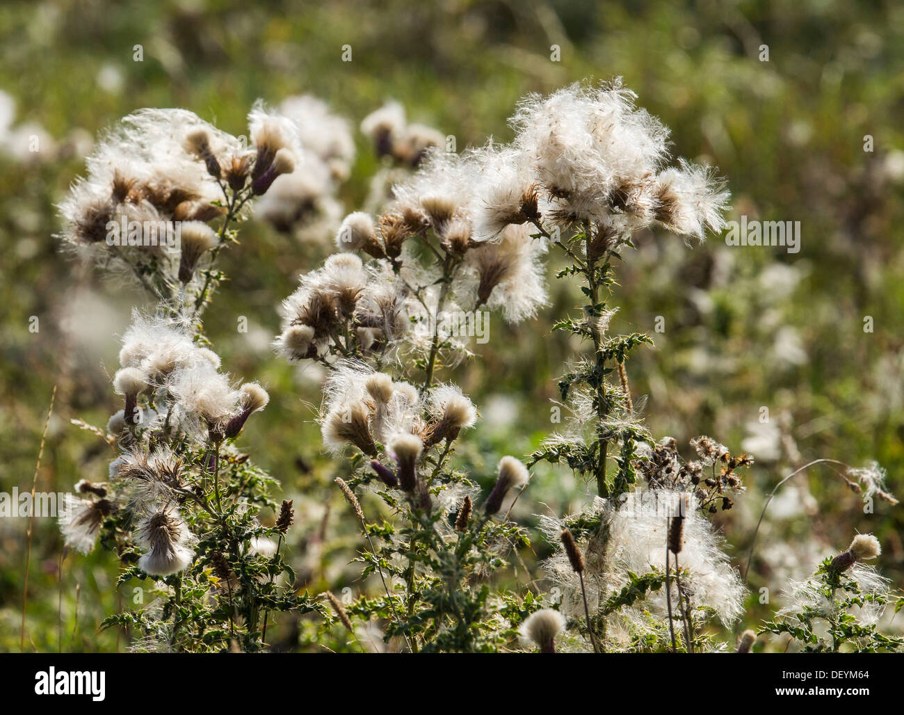 Thistledown erupting from thistles on the top of Ivinghoe Beacon, Buckinghamshire, UK Stock Photo