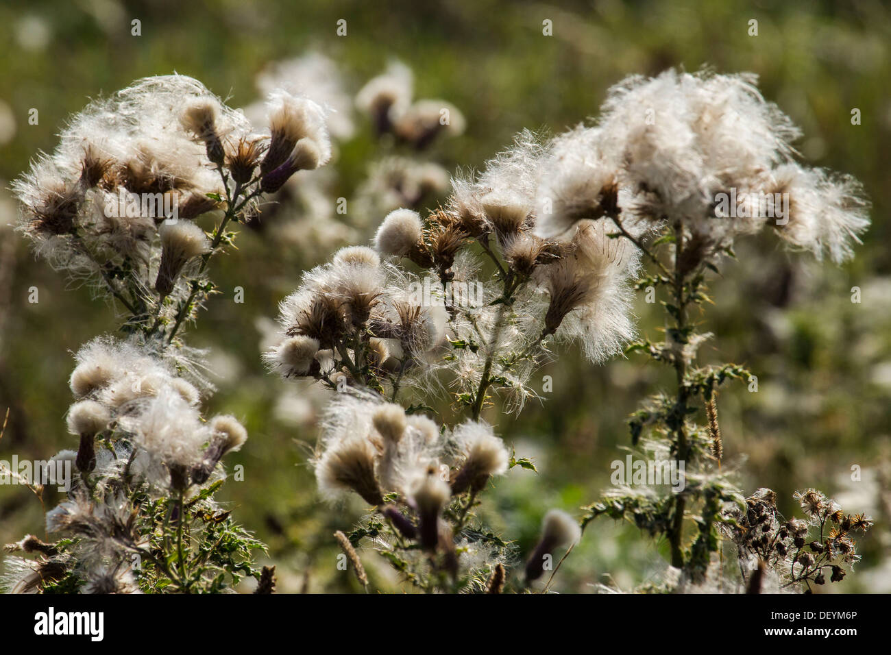 Thistledown erupting from thistles on the top of Ivinghoe Beacon, Buckinghamshire, UK Stock Photo