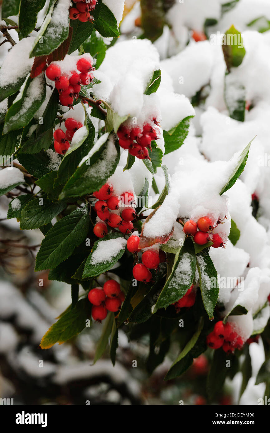 Cotoneaster (Cotoneaster) covered with snow Stock Photo