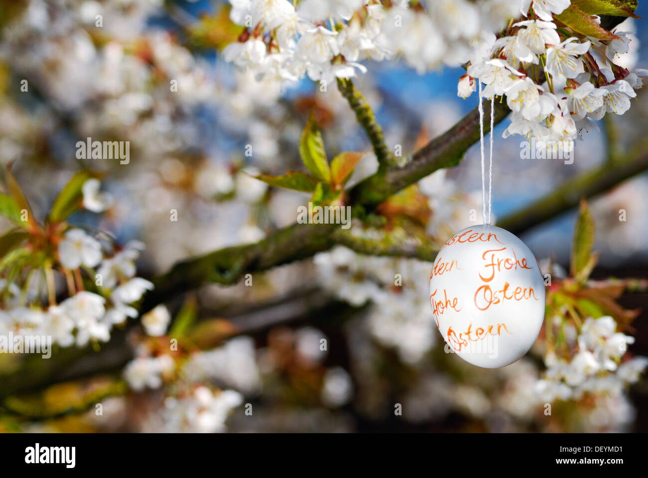 Easter egg and cherry blossoms Stock Photo