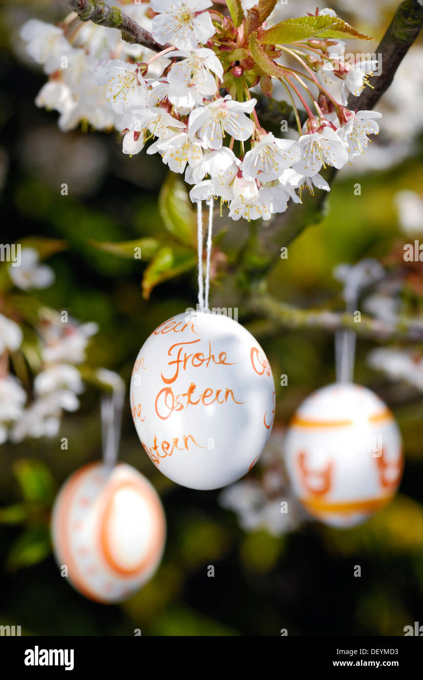 Easter eggs and cherry blossoms Stock Photo