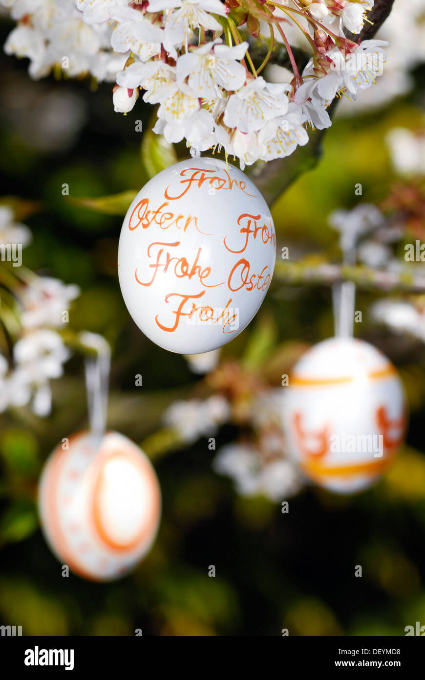 Easter eggs and cherry blossoms Stock Photo