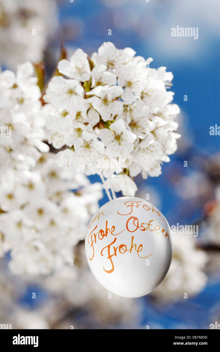Easter egg and cherry blossoms Stock Photo