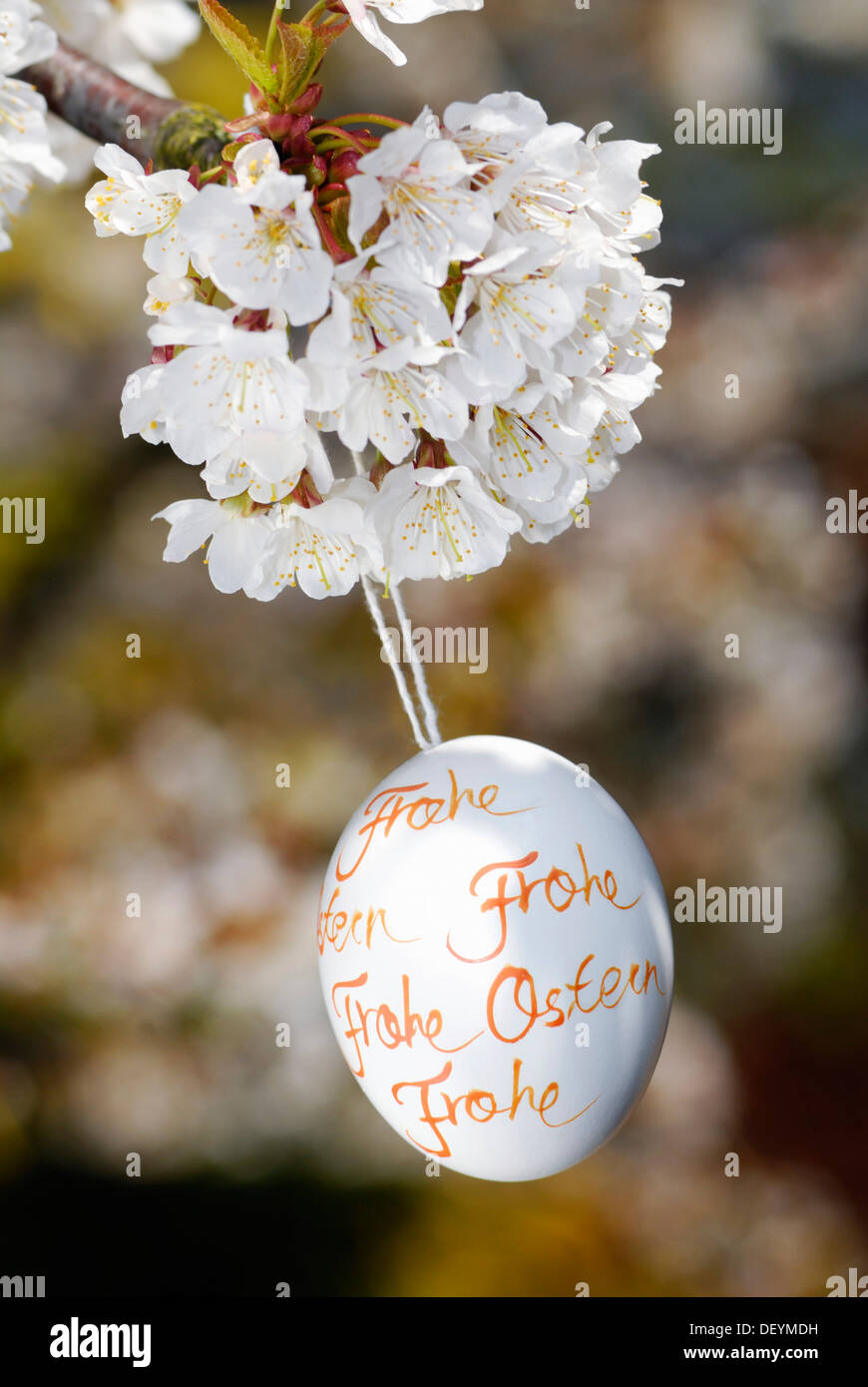 Easter egg and cherry blossoms Stock Photo