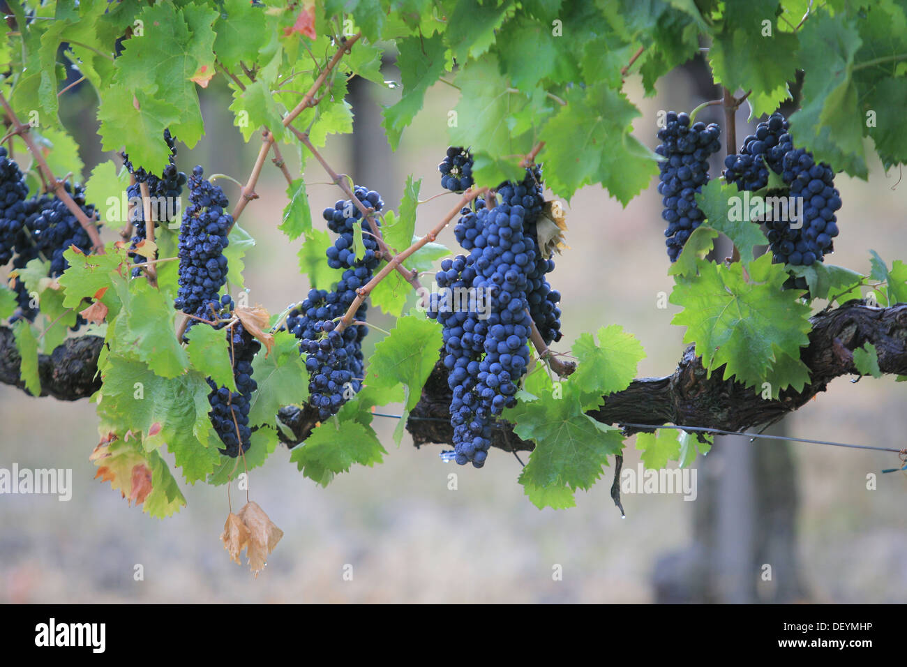 Black grape Montefalco, Umbria wine region Stock Photo Alamy