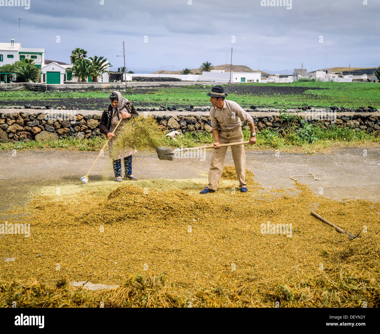 Couple of farmers threshing lentil crop Lanzarote Canary Islands Spain Stock Photo
