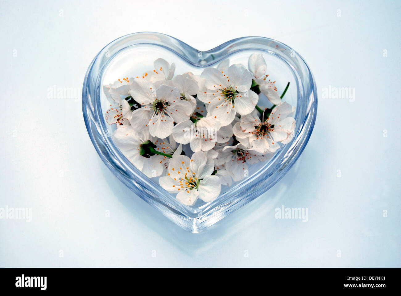 Sweet cherry blossoms (Prunus avium) in a heart-shaped glass bowl Stock Photo