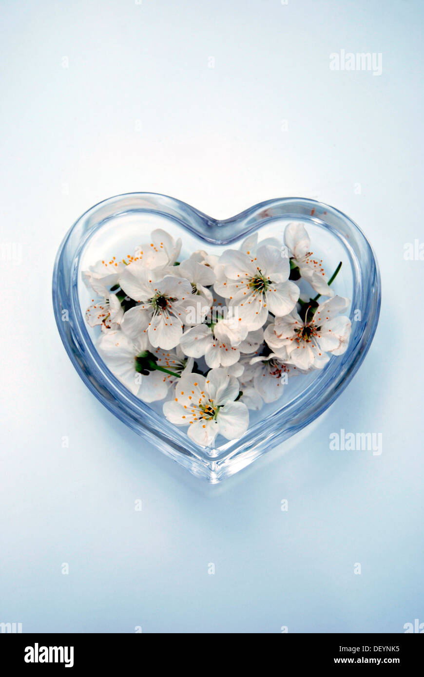 Sweet cherry blossoms (Prunus avium) in a heart-shaped glass bowl Stock Photo
