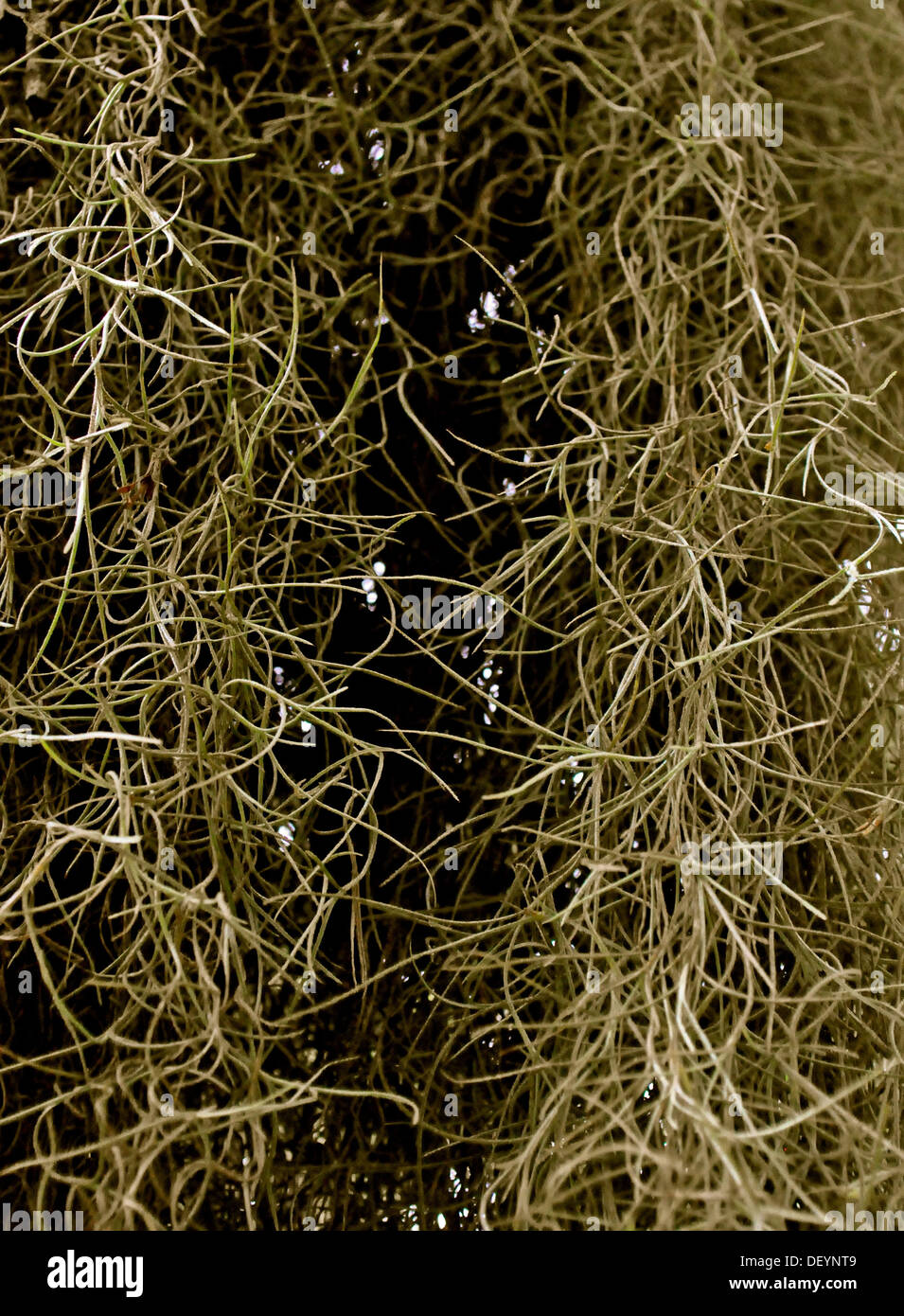 Whispy mossy background Stock Photo
