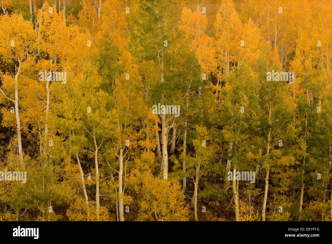 Aspen trees in full bloom of fall colors along South Lake Road in the