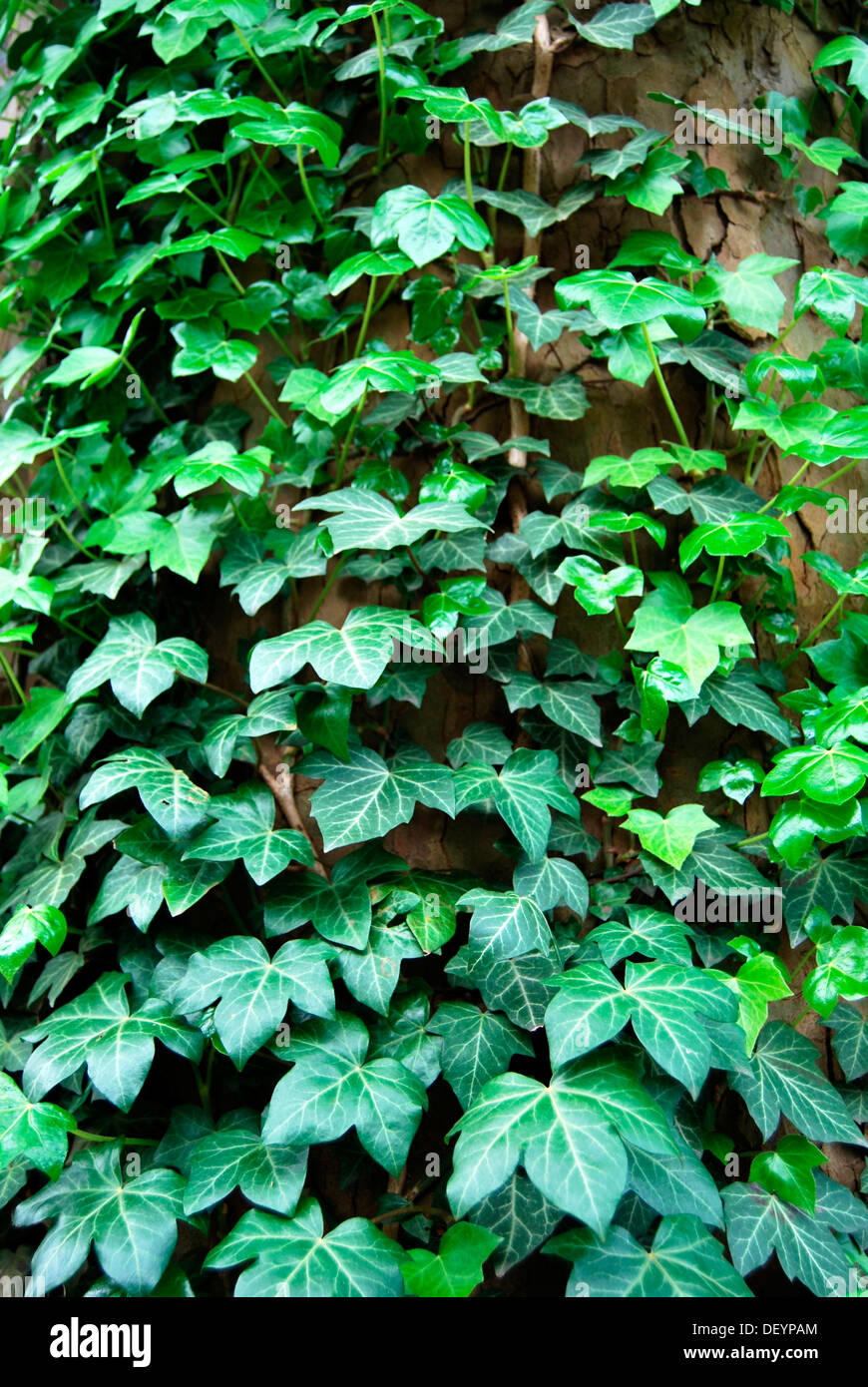 Ivy (Hedera helix), creeping on tree trunk Stock Photo