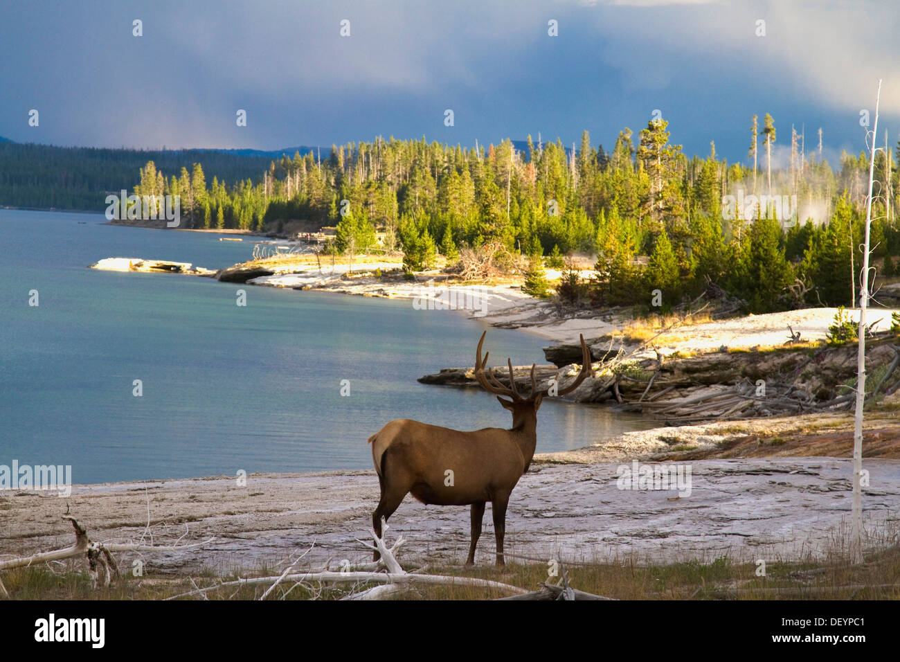 Elk at West Thumb Stock Photo Alamy