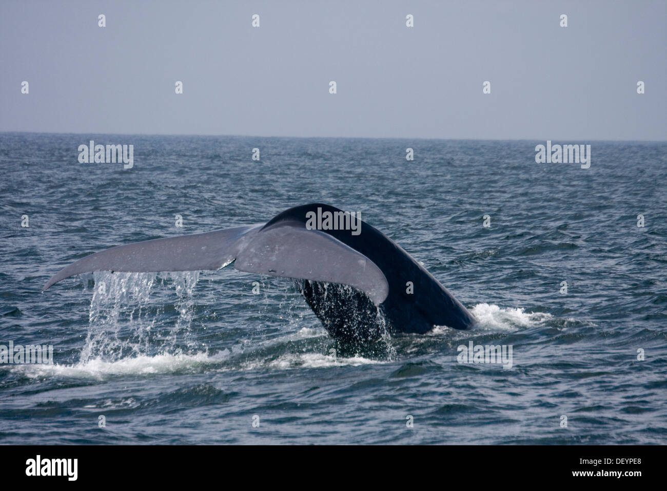 Blue whale tail hi-res stock photography and images - Alamy