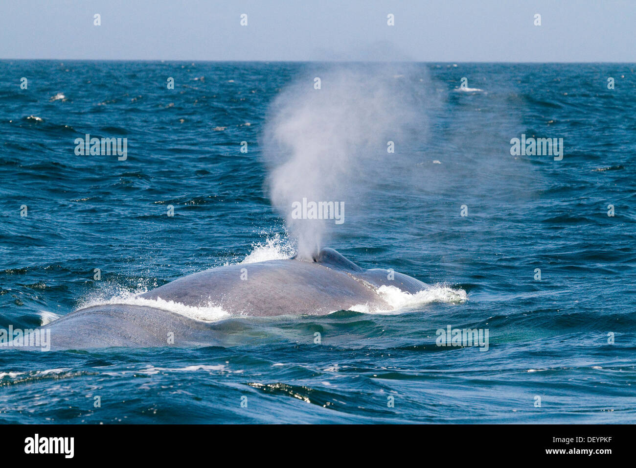 Blue whale spout Blue whale spouts are singlecolumn spout up to 12