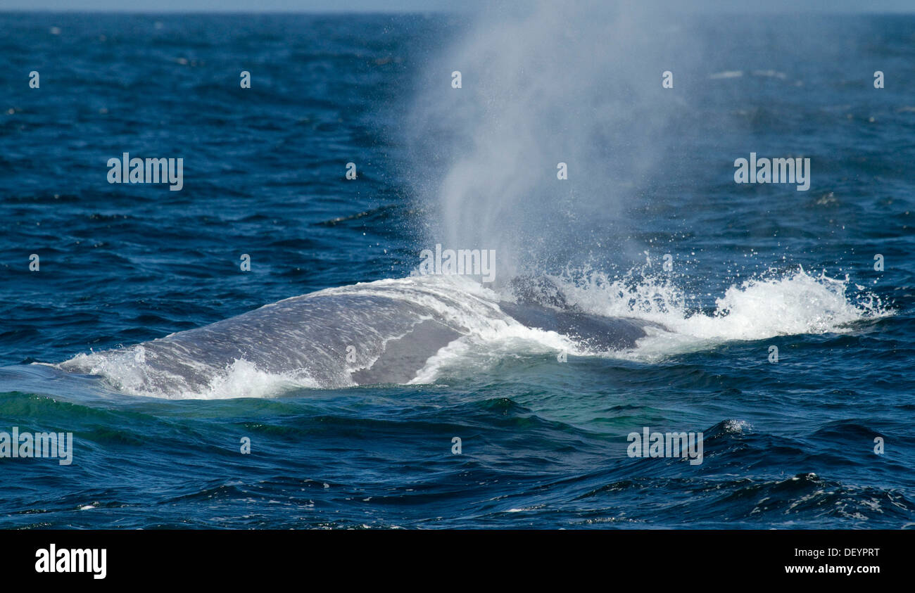 Channel islands national park and whale hires stock photography and