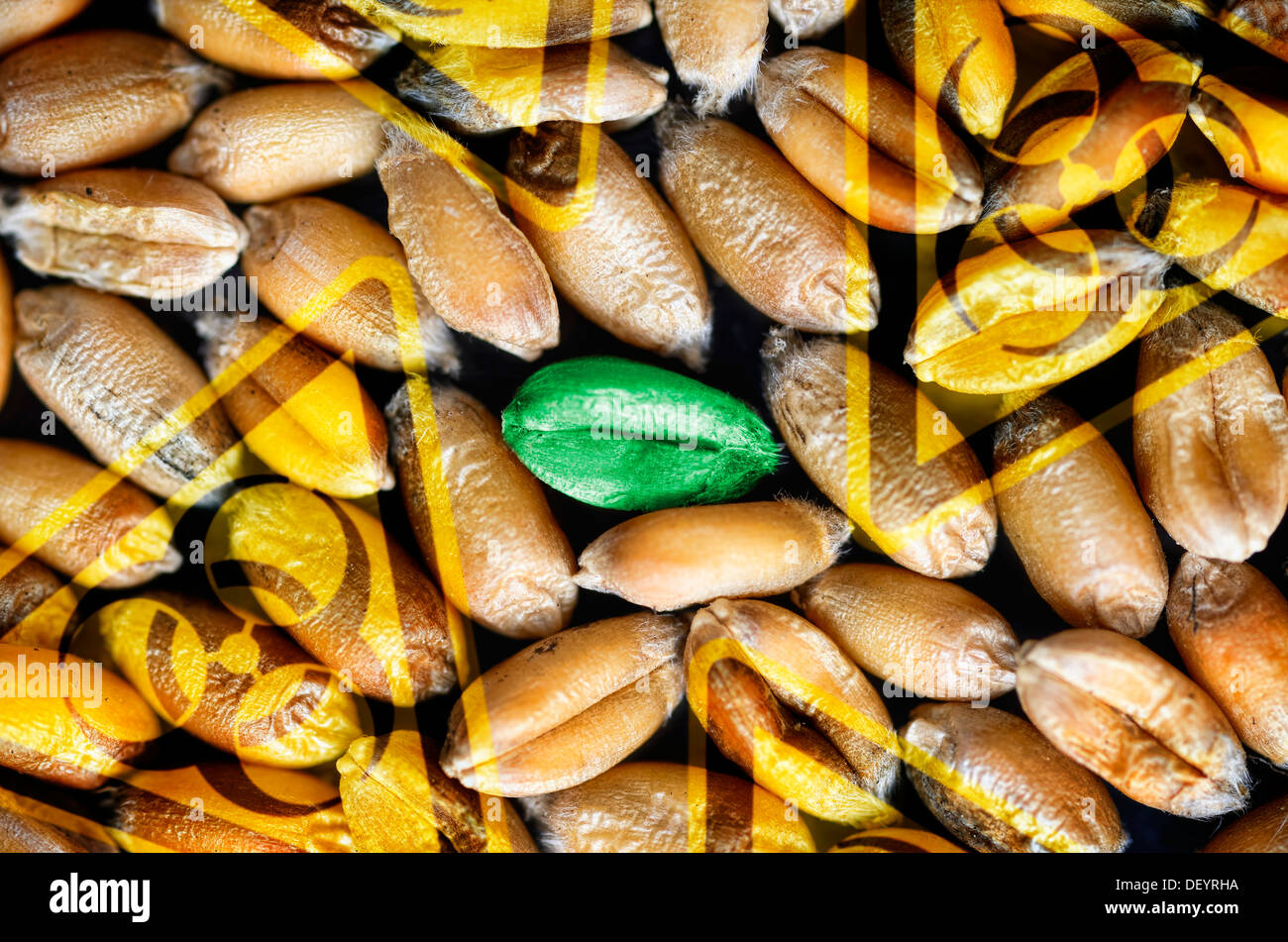 Green wheat grain and biology danger sign, symbolic photo genetic wheat, Grünes Weizenkorn und Biogefährdungszeichen, Symbolfoto Stock Photo