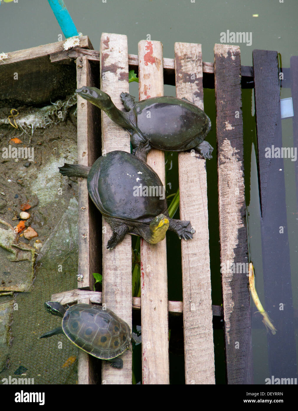 Turtles at U Zina Paya in Mawlamyine. Stock Photo