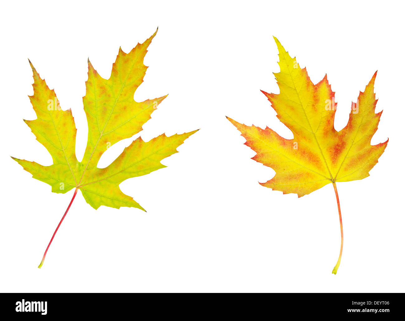 autumn maple leaf isolated on white background Stock Photo - Alamy