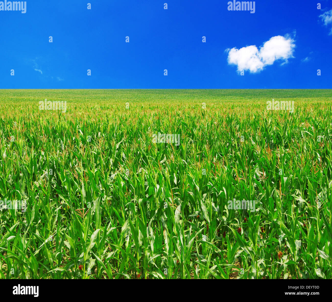 green field and blue sky Stock Photo - Alamy