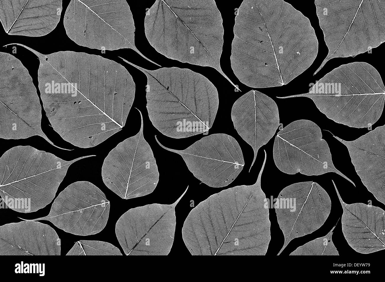 Ficus religiosa. Skeleton structure of Sacred Fig tree leaf / Bodhi tree leaf on black background. Pattern. Monochrome Stock Photo