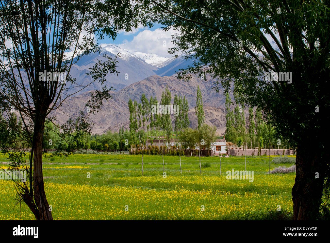 India, Jammu & Kashmir, Ladakh, green field full of mustard flowers
