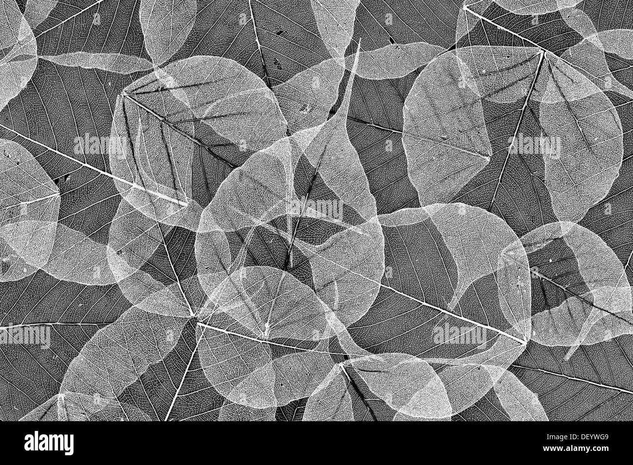 Ficus religiosa. Skeleton structure of Sacred Fig tree leaf / Bodhi tree leaf on black background. Pattern. Monochrome Stock Photo