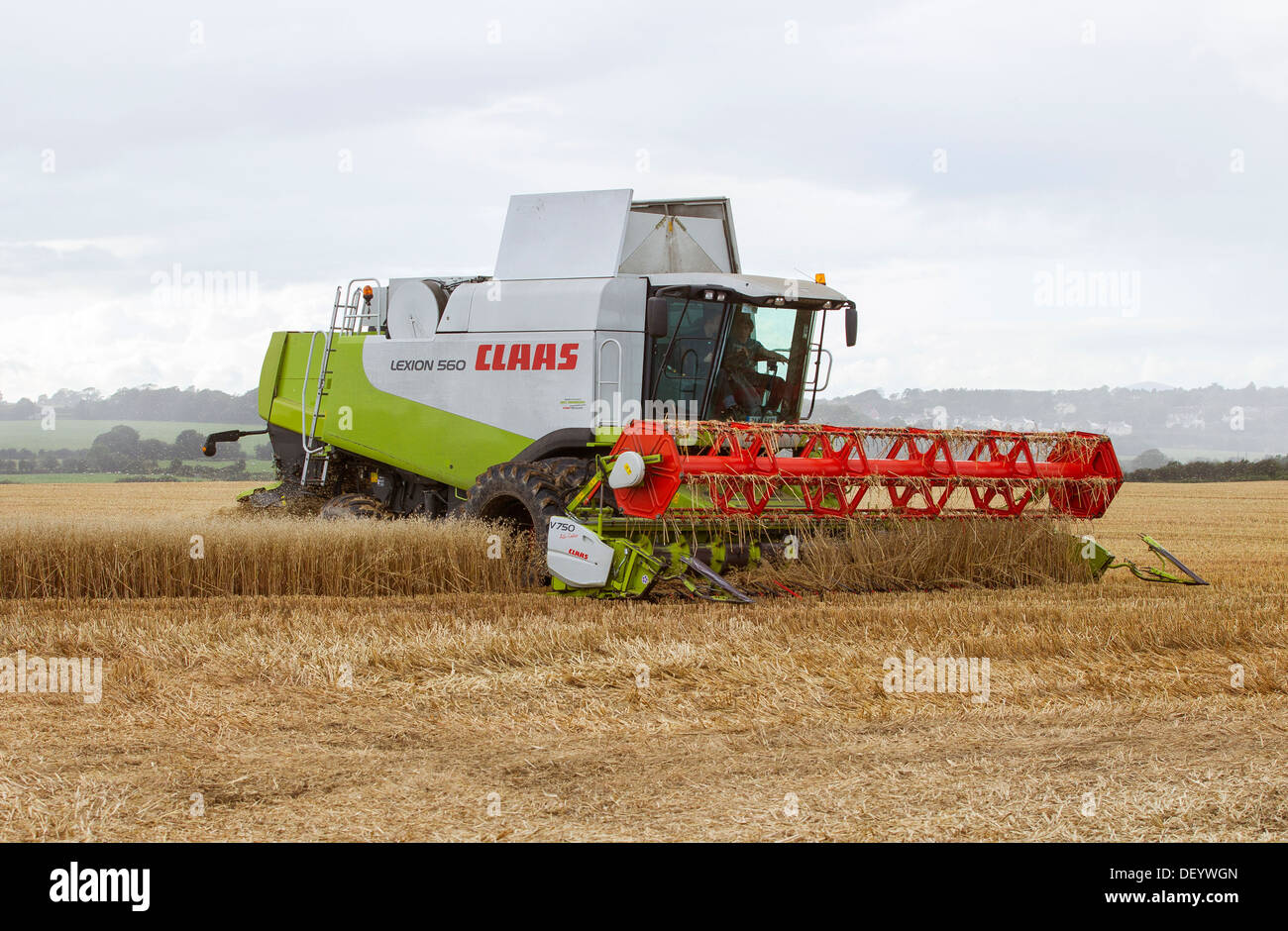 combine harvester harvesting wheat crop in field uk Stock Photo