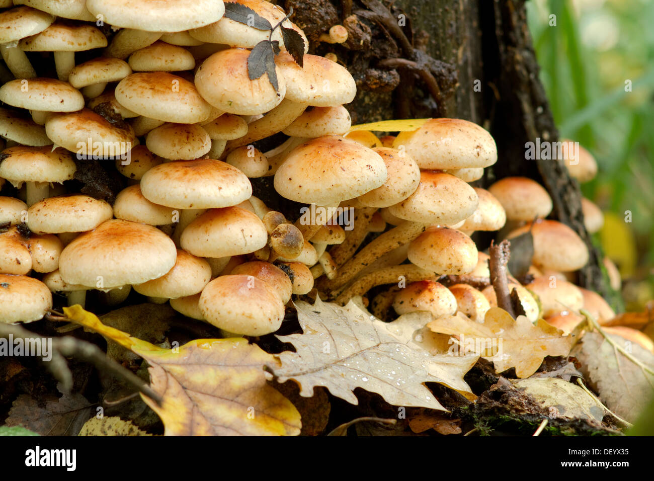 grouping of gold mushrooms on tree stump Stock Photo