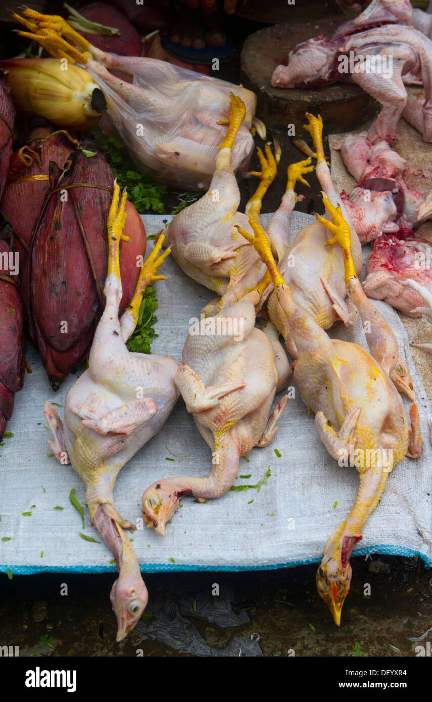 Chickens for sale at a market in Sittwe, Burma. Stock Photo
