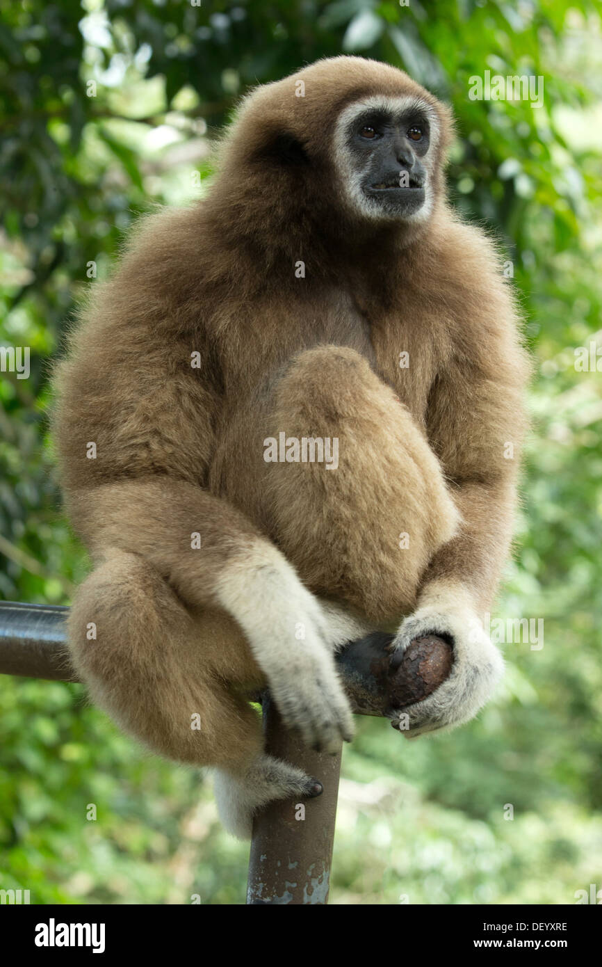 gibbon close- up face in zoo Stock Photo