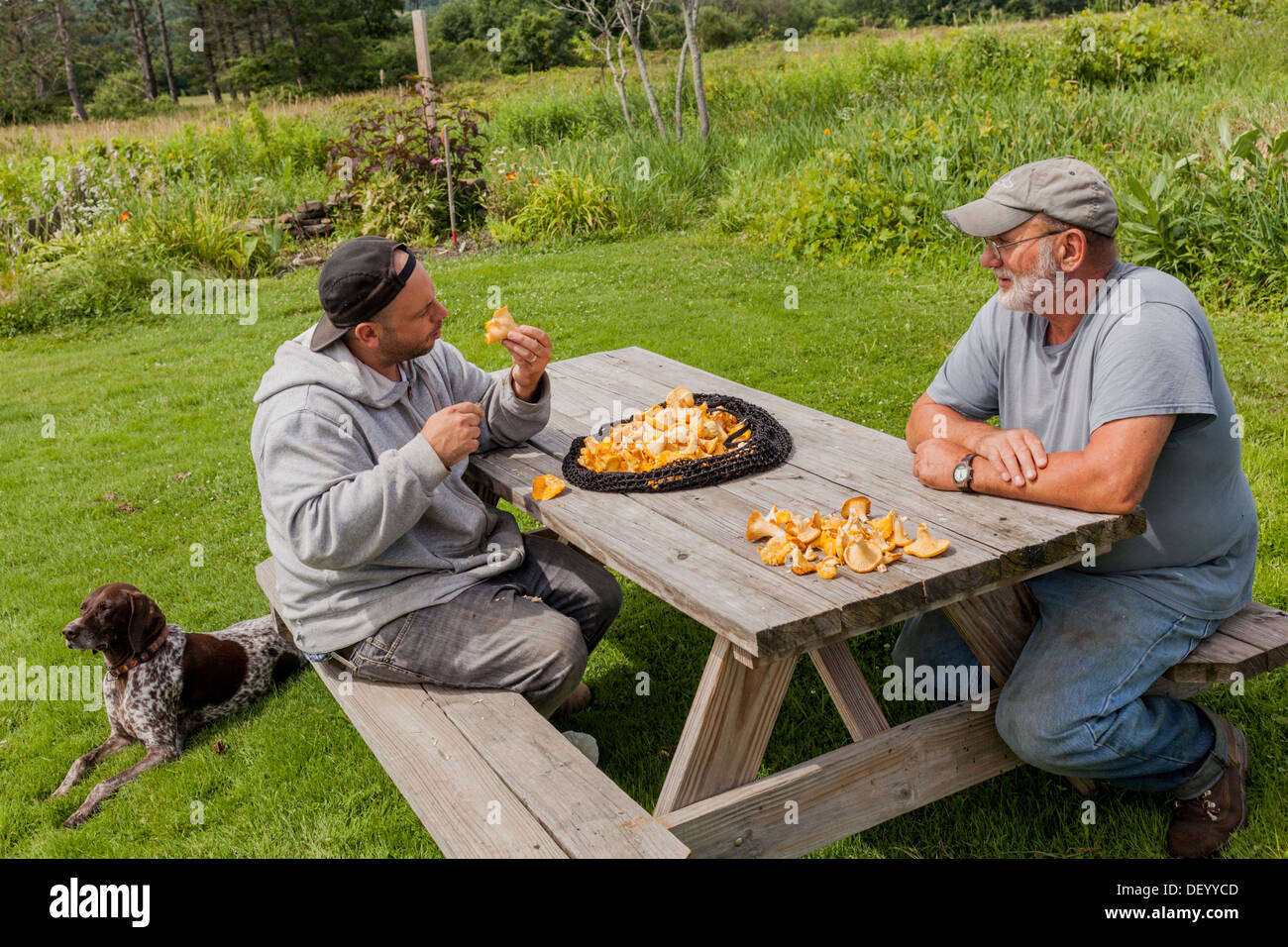 Mushroom hunter and chef examines day's harvest of chanterelles, upstate New York, Mohawk Valley, with loyal hunting dog. Stock Photo