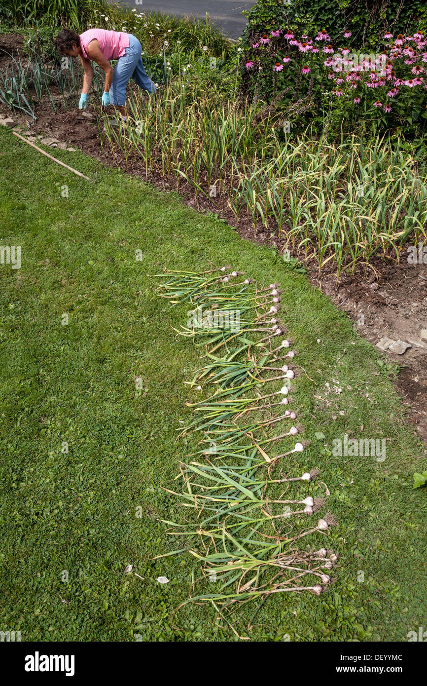 A woman harvest garlic in late July, upstate New York, Mohawk Valley