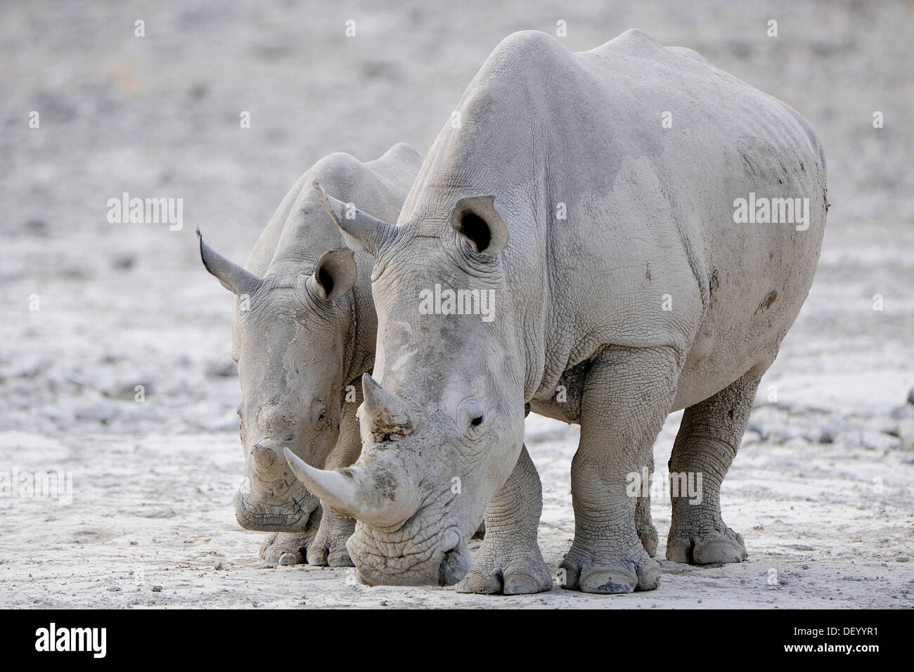 White Rhinos (Ceratotherium simum), Edo's Camp, Botswana Stock Photo