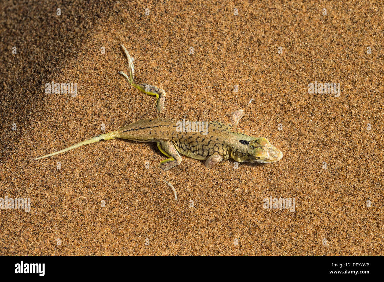 Shovel-snouted lizard (Meroles anchietae), Namib Desert, Namibia, April 2013 Stock Photo