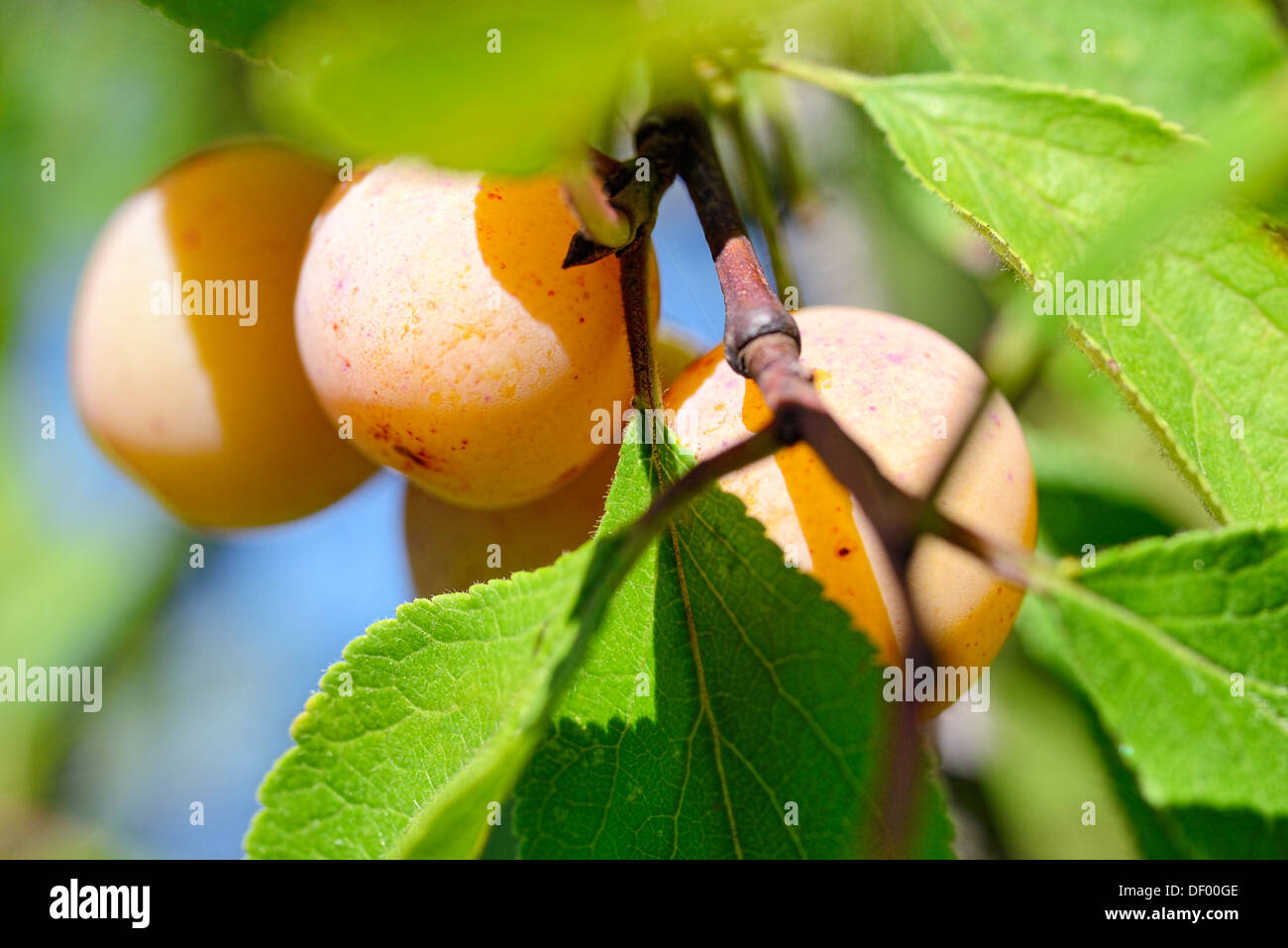 Mirabelle, Prunus domestica subsp. syriaca Stock Photo