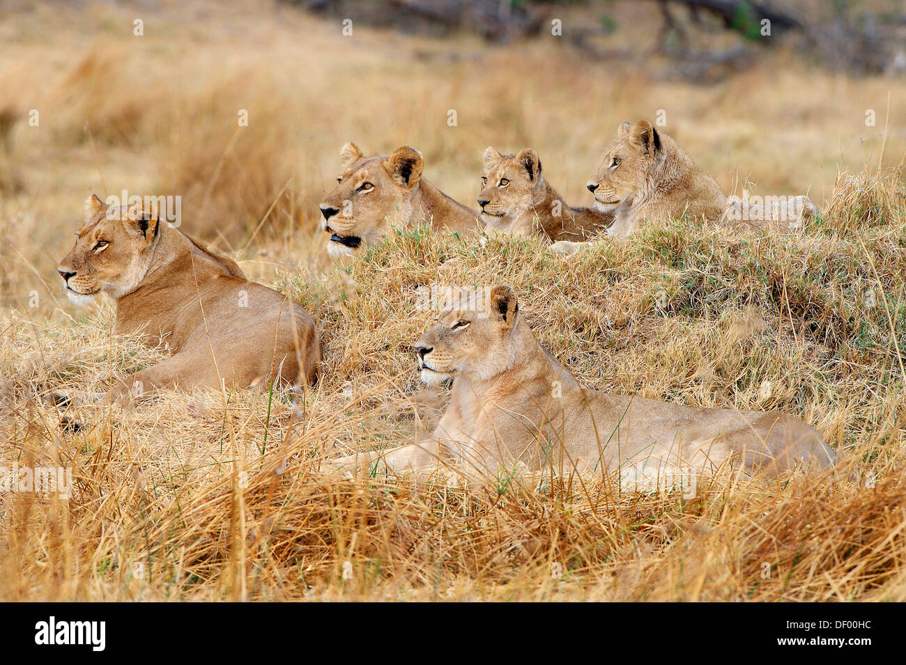 Lions (Panthera leo), North Bridge Camp, Moremi Game Reserve, Botswana ...