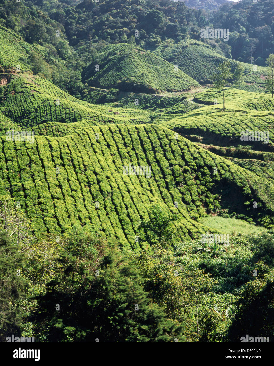 Malaysia, West Malaysia, Cameron Highlands, Tea Plantations. Stock Photo
