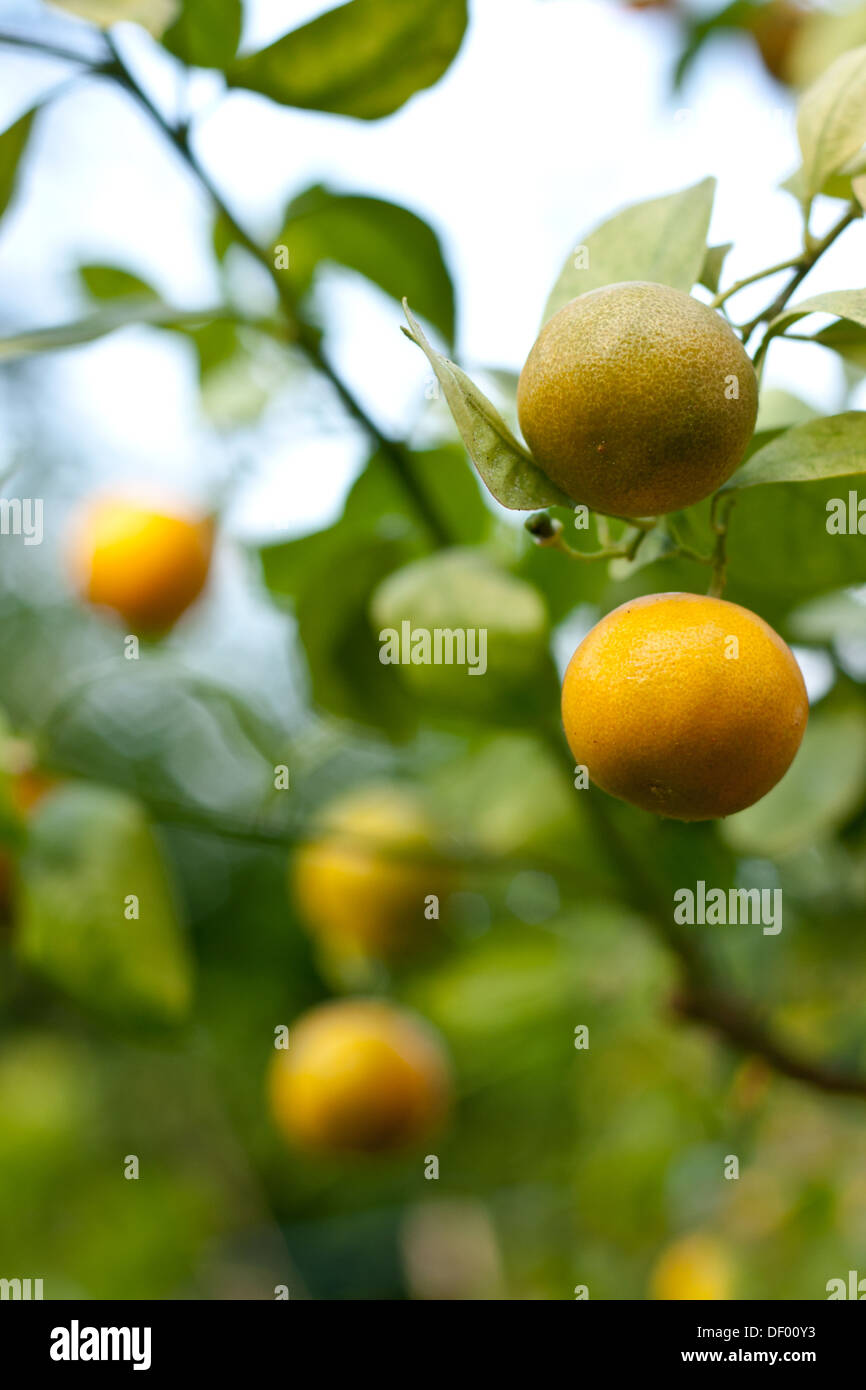 Calamondin fruits Stock Photo