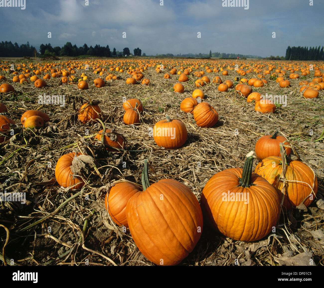 Sauvie island pumpkin patch hires stock photography and images Alamy